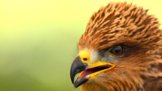 Schwarzmilan (8).jpg